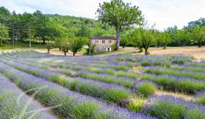 Sale Property Saignon