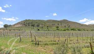 Sale Vineyard property Cuenca