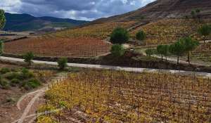 Sale Vineyard property Cuenca