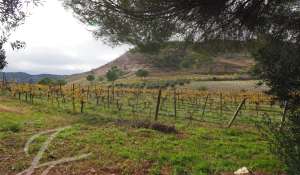 Sale Vineyard property Cuenca