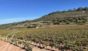 Sale Vineyard property Le Thoronet